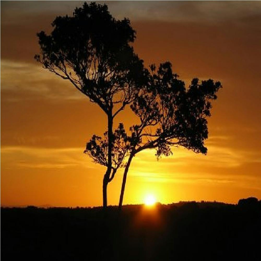 Soicul - Afrikan Tree
