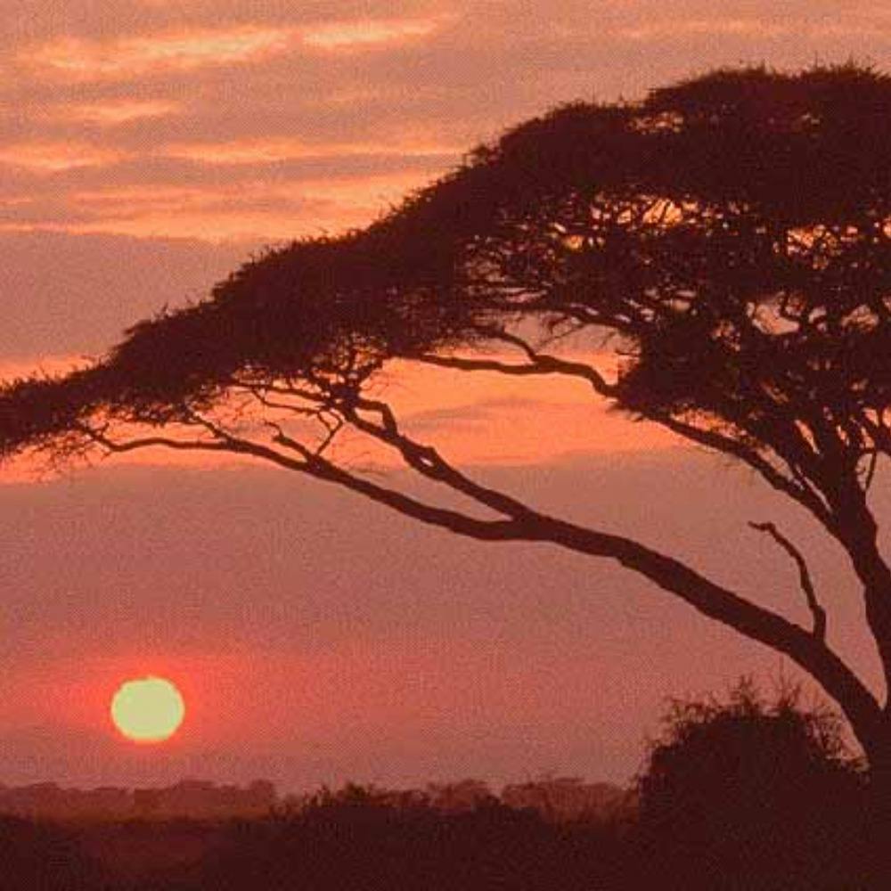 Soicul - Afrikan Tree
